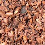 Cáscara de Cacao Kg